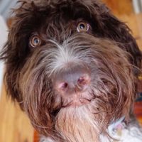 El que puede puede: Perro se come 4.000 dólares en efectivo