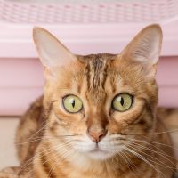 Conductor en riesgo vital tras rescatar un gato en Autopista