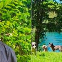 ¡Lo logróoo! Encuentra arriendo en Santiago hombre vive con 26 perros y más animales