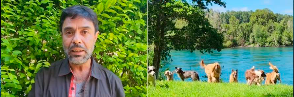 ¡Lo logróoo! Encuentra arriendo en Santiago hombre vive con 26 perros y más animales