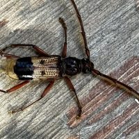 ¡Que miedo! Extraño insecto apareció en Providencia