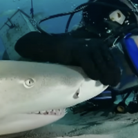 Ver para creer viejo: Buceador dice que es re amigo de un tiburón