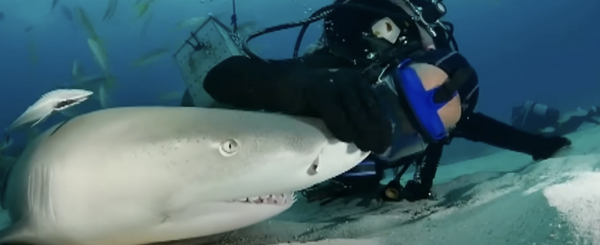 Tiburones con rastros de cocaína alertan sobre contaminación marina