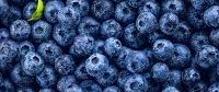 Tráiganme un millón: Aseguran que el arándano es la fruta más saludable