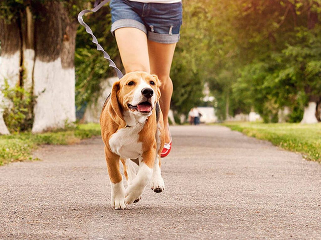 Tranqui, te paseo: Aseguran que el mejor horario para sacar a tu perro es en la mañana