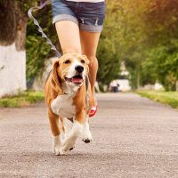 Tranqui, te paseo: Aseguran que el mejor horario para sacar a tu perro es en la mañana