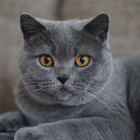 Chilena viaja por Europa cuidando gatos y vive sin pagar arriendo