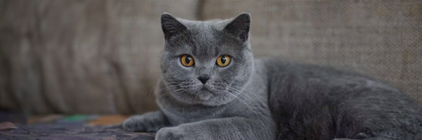 Chilena viaja por Europa cuidando gatos y vive sin pagar arriendo