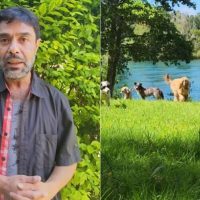 Igual no son tantos: Hombre busca arriendo junto a 26 perros y más animales