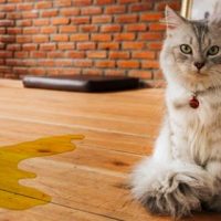 Ahora puedo morir en paz: Científicos descubren porque el pipi es amarillo