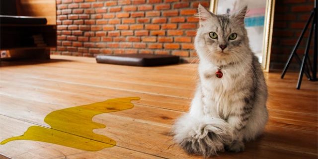 Ahora puedo morir en paz: Científicos descubren porque el pipi es amarillo