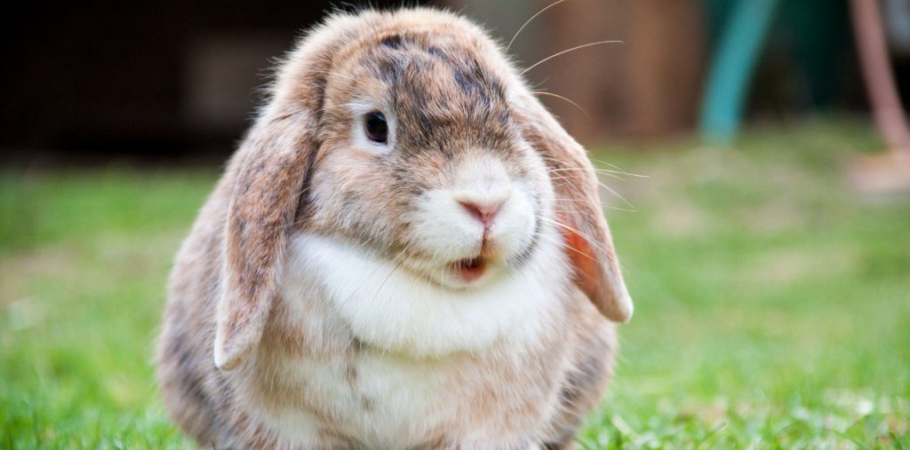 ¡Por fin! Crean chip que podría reemplazar las pruebas en animales