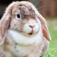 ¡Por fin! Crean chip que podría reemplazar las pruebas en animales