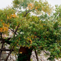 ¿Será un Kaijū? Árboles sobrevivieron a la bomba atómica y al jardín botánico