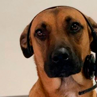 Marca de autos contrató a perrito callejero como vendedor