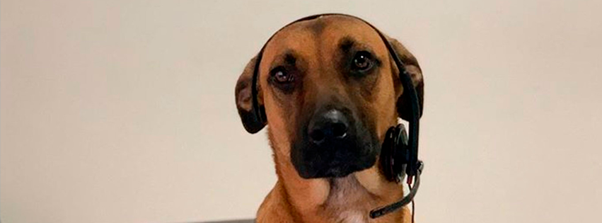 Marca de autos contrató a perrito callejero como vendedor