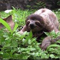 Evita parecer un oso perezoso: Descubre las horas de sueño que necesitas según tu edad