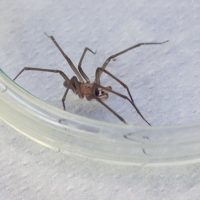 Picadura de araña puede provocar erecciones de hasta 4 horas