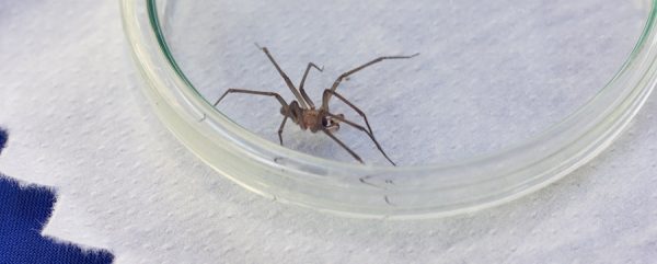 Picadura de araña puede provocar erecciones de hasta 4 horas