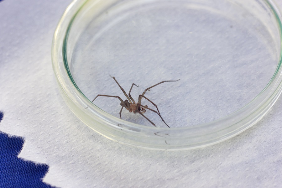 No serás Spider-Man ;( : Síntomas más comunes de una picadura de araña de rincón
