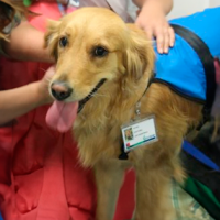 Perrita "dogtora" se suma al equipo del Hospital Dra. Eloísa Díaz