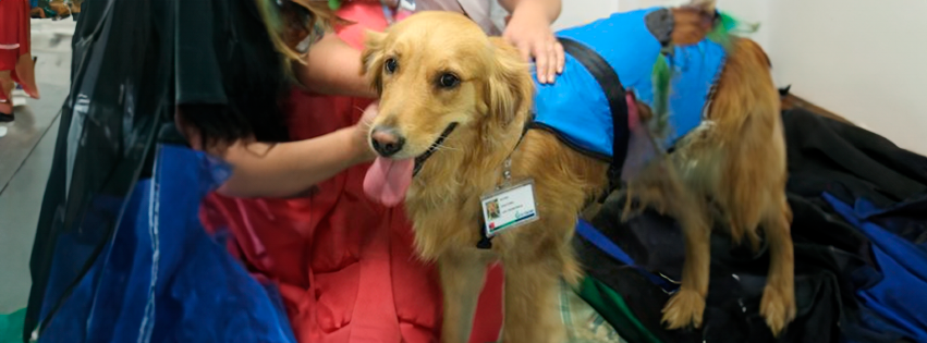 Perrita “dogtora” se suma al equipo del Hospital Dra. Eloísa Díaz