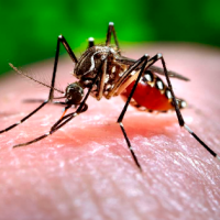 ¿Cómo identificar a los mosquitos que transmiten enfermedades?