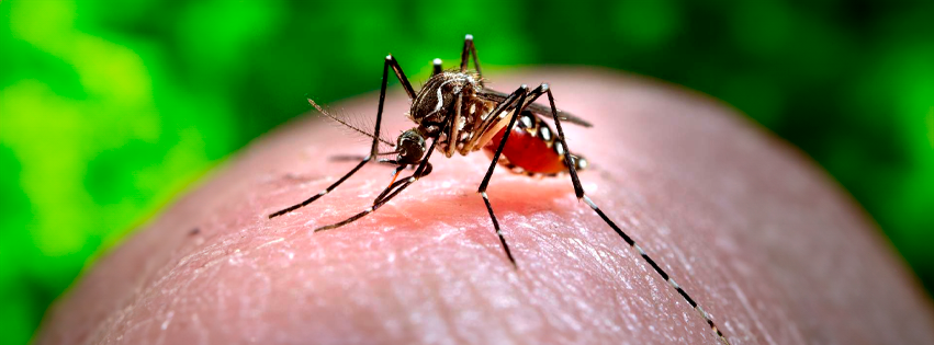 ¿Cómo identificar a los mosquitos que transmiten enfermedades?