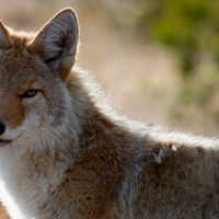 Sí seria: Mujer adoptó a un "perrito callejero" pero era un coyote