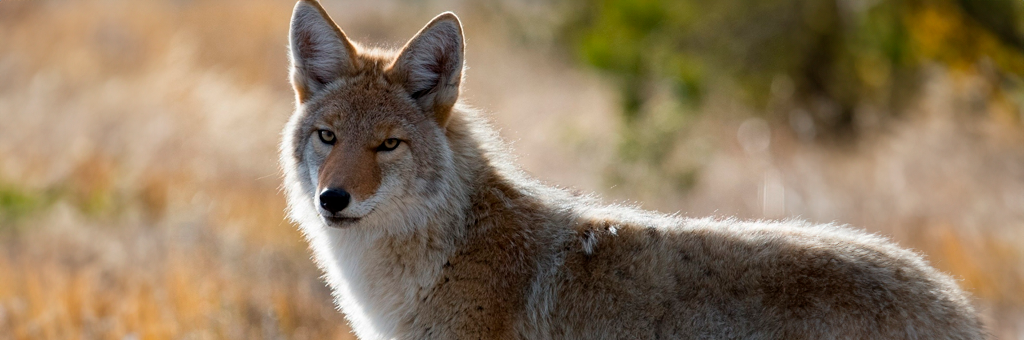 Sí seria: Mujer adoptó a un “perrito callejero” pero era un coyote
