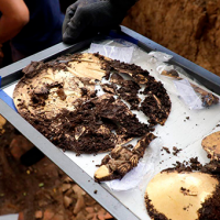 ¡Mírate esta! Encuentran tumba antigua repleta de oro y sacrificios humanos
