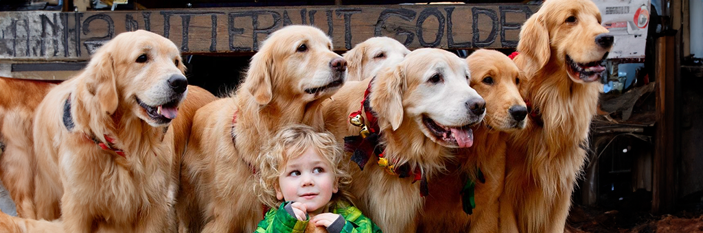 ¡Quiero irme ya! Pareja creó una granja de Golden Retriever