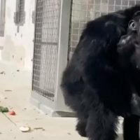 Lo más conmovedor que veras hoy: Chimpancé ve el cielo por primera vez despues de 29 años de cautiverio