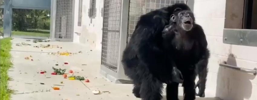 Lo más conmovedor que veras hoy: Chimpancé ve el cielo por primera vez despues de 29 años de cautiverio