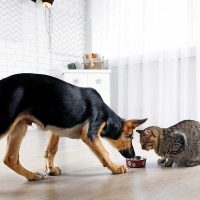 ¡Tus mascotas necesitan comer proteína! Entérate del mejor cuidado para los regalones de la casa