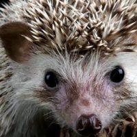Si sería: Mujer cuidó a erizo toda la noche y era un pompón de gorro