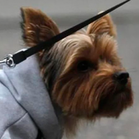 Perrito aprendió lenguaje de señas para comunicarse con su dueña