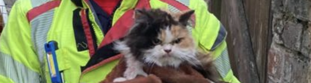 Malagradecido el michi: Rescatan a gato y su reacción se hace viral
