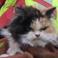 Malagradecido el michi: Rescatan a gato y su reacción se hace viral