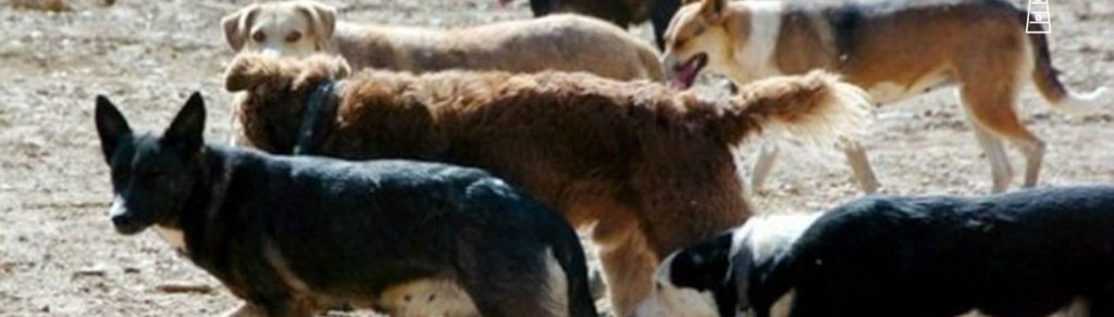 ¿Pero por qué quieren cazarlos? Cámara de Diputados rechazan proyecto sobre caza de perros asilvestrados