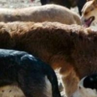 ¿Pero por qué quieren cazarlos? Cámara de Diputados rechazan proyecto sobre caza de perros asilvestrados