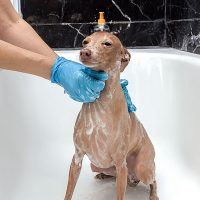 ¿Cada cuánto limpias al peludito?: Este es el tiempo recomendable para bañar a tu perrito