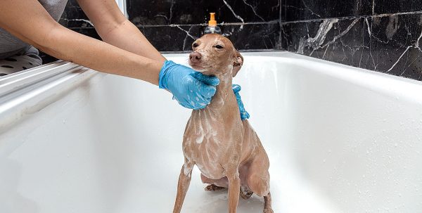 ¿Cada cuánto limpias al peludito?: Este es el tiempo recomendable para bañar a tu perrito