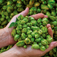 La cervecería podría prevenir el Alzheimer