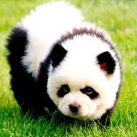 ¡Zoológico chino pintó perros para hacerlos pasar por pandas!
