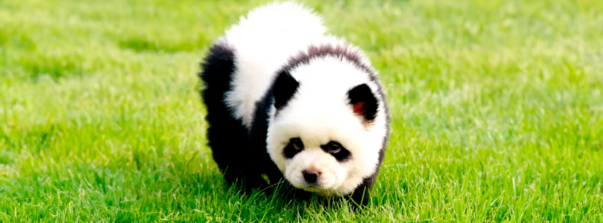 ¡Zoológico chino pintó perros para hacerlos pasar por pandas!