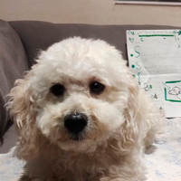 Niña llevó a su perrito a una guardería y dejó tiernas instrucciones