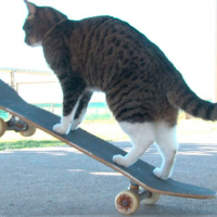 ¡Tiembla Tony Hawk! Gatito skater rompió un Record Guinness mundial