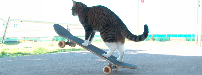 ¡Tiembla Tony Hawk! Gatito skater rompió un Record Guinness mundial