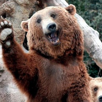 Perro de 17 años no se achicó frente a oso barsúo